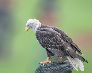 Fototapeta premium A Bald Eagle