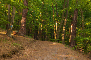 Forest path with sunlight in Oliwa woods in Gdansk, Poland.