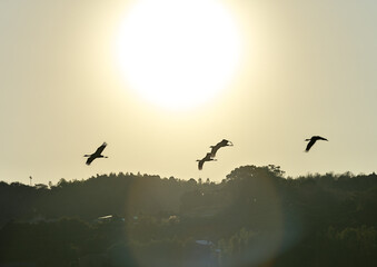日本一のツルの越冬地　出水