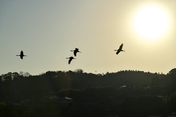 日本一のツルの越冬地　出水