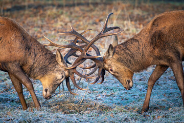 Red Deer Fighting