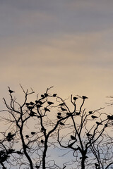 Birds on tree branches in nature; natural botanical plant for wellness, calm and relaxation. Mindfulness and harmony background for eco sustainability or green herbal poster.