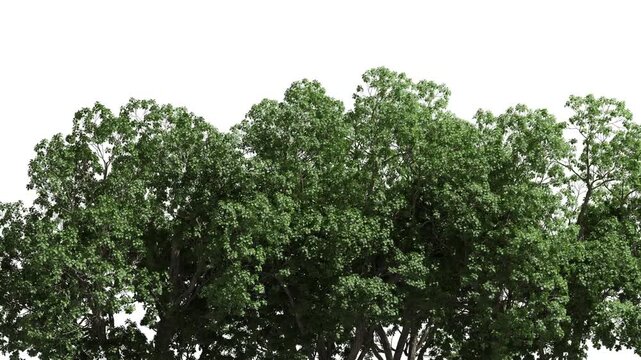 3D realistic tree isolated on white background. With alpha channel can be used for architecture visualization or motion graphics.