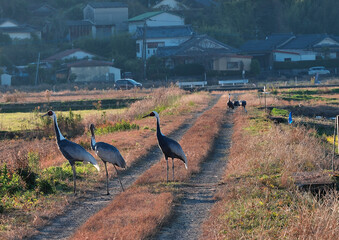 日本一のツルの越冬地　出水