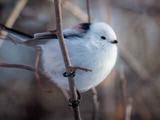 bird on a branch © motoshi.0123