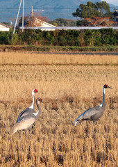 日本一のツルの越冬地　出水