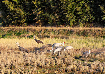 日本一のツルの越冬地　出水