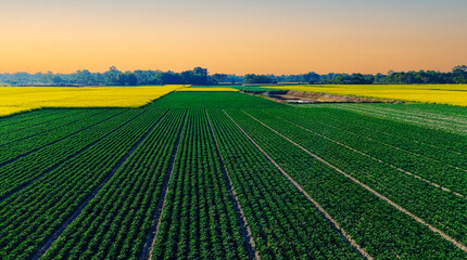 An aerial view of lush potato fields arranged in precise rows across rural farmland, bordered by bright yellow mustard crops in full bloom