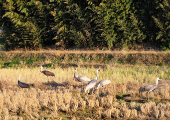 日本一のツルの越冬地　出水