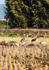 日本一のツルの越冬地　出水