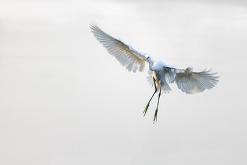 Silberreiher im Flug