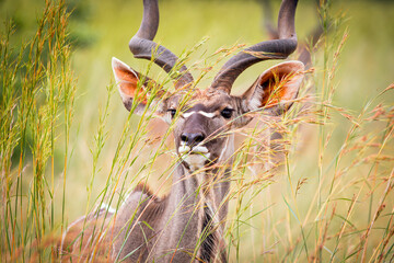 Male Kudu hiding in the grass © catread