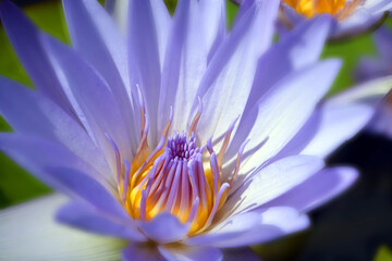 Water lily. Nymphaeaceae is a family of flowering plants. Members of this family are commonly called water lilies © Daniel Meunier