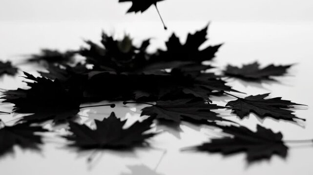 Monochrome Maple: Capturing the essence of autumn, a collection of stylized maple leaves cascade and scatter, their silhouettes dancing against a soft backdrop. Evoking the crisp.