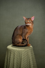 abyssinian cat sitting on stool covered with blanket on green background, studio portrait with copy...