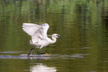 Seidenreiher beim Fischfang