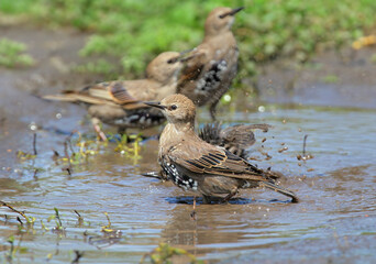 Fototapeta premium A group of young common starlings (Sturnus vulgaris) enthusiastically bathe in a puddle of water.