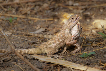Liebesspiel der Agamen