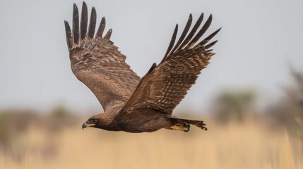 skylark. A skylark bird soaring high in the blue sky with its wings fully spread. wildlife magazines, conservation campaigns, designed for eco-tourism storytelling, promotes animal welfare.
