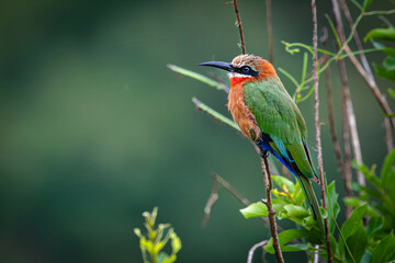 Fototapeta premium White-fronted Bee-eater 