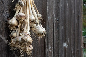A large cluster of organic home grown garlic hanging up to dry on an old wooden barn wall. 