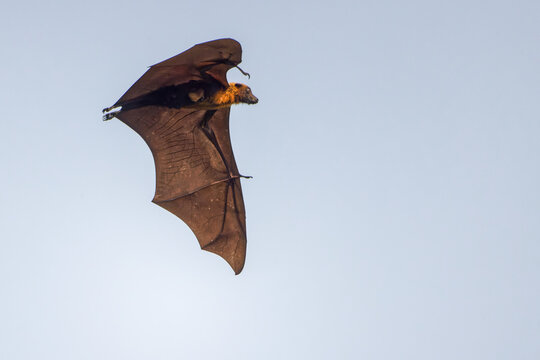 fliegender Flughund