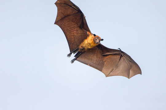 fliegender Flughund