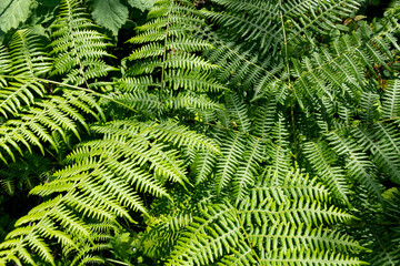 An abstract image of the lush green texture of low growing fern plants native to Vancouver Island.