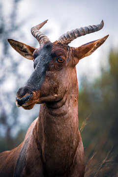 Tsessebe up close