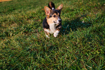 cute corgi dog on a walk