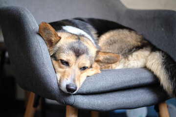 cute tricolor corgi dog on a chair
