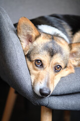 cute tricolor corgi dog on a chair