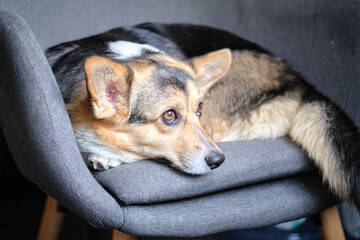 cute tricolor corgi dog on a chair
