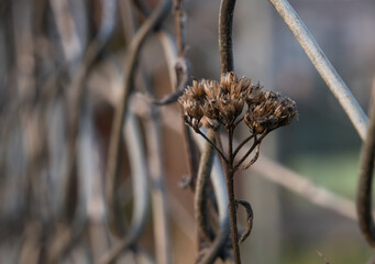 Getrocknete Schafgarbe vor einem Drahtzaun © Martin