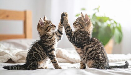 Two fluffy tabby kittens playfully raising paws together on cozy white bed with wooden headboard and green plant in soft indoor light. Concept of kitten friendship and playfulness