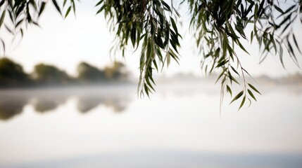 Obraz premium willow. Willow branches arching gracefully over a calm water surface in morning light. gardening catalogs, home-decor guides, designed for home decor and floral branding, used by clinicians. 