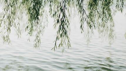 willow. Willow branches arching gracefully over a calm water surface in morning light. gardening catalogs, home-decor guides, designed for home decor and floral branding, used by clinicians.
