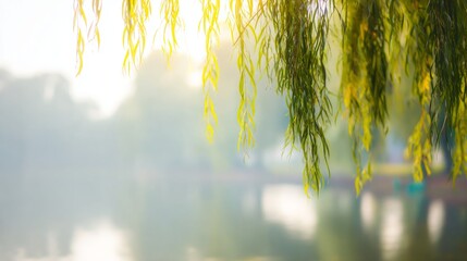 willow. Willow branches arching gracefully over a calm water surface in morning light. gardening catalogs, home-decor guides, designed for home decor and floral branding, used by clinicians.
