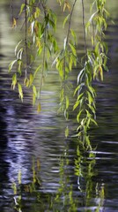 willow. Willow branches arching gracefully over a calm water surface in morning light. gardening catalogs, home-decor guides, designed for home decor and floral branding, used by clinicians.
