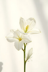 Obraz premium Minimal White Flower with Soft Light on Neutral Background