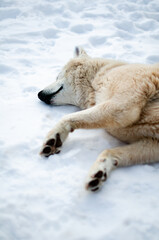 Obraz premium White dog seems to be enjoying snow