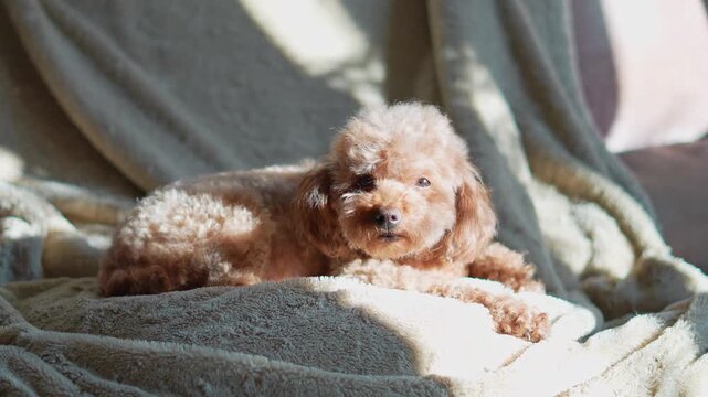 Relaxed indoor lifestyle video of a small brown toy poodle lying on a couch, conveying comfort, calmness, and cozy home living while looking at the camera