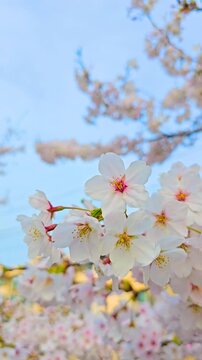 Pastel cherry blossoms at golden hour