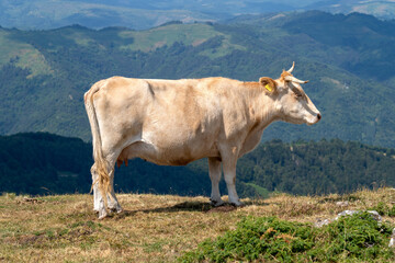 High mountain cattle