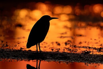 Silhouette of bird standing alone at serene sunset