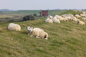 Obraz premium Sheep on a dyke in North Friesland
