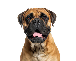 Bullmastiff