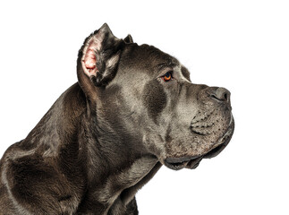 Cane Corso