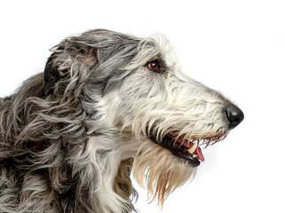 Irish Wolfhound