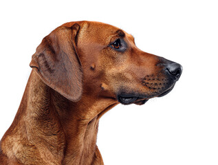 Rhodesian Ridgeback
